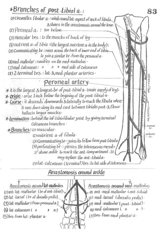 Anatomy of the Lower Limb Sameh Doss (1).pdf