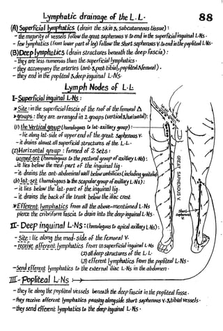 Anatomy of the Lower Limb Sameh Doss (1).pdf