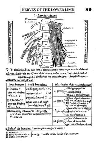 Anatomy of the Lower Limb Sameh Doss (1).pdf