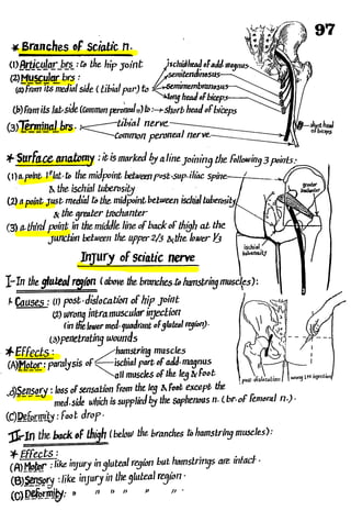 Anatomy of the Lower Limb Sameh Doss (1).pdf