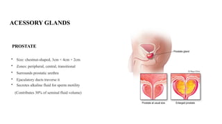 Prostate Chestnut Anatomy & lymphatic drainage of male genital organs.pptx