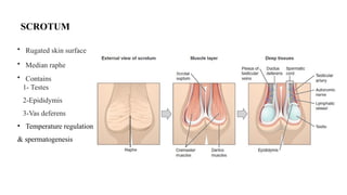 Scrotal Ridge Anatomy & lymphatic drainage of male genital organs.pptx