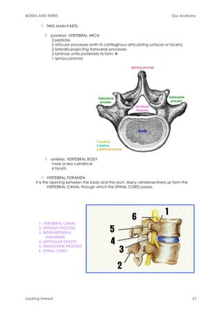 Anatomy Manual | PDF