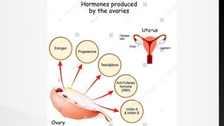 Comprehensive Overview of Ovary Functions and Hormonal Regulation in ...