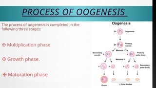Comprehensive Overview of Ovary Functions and Hormonal Regulation in ...