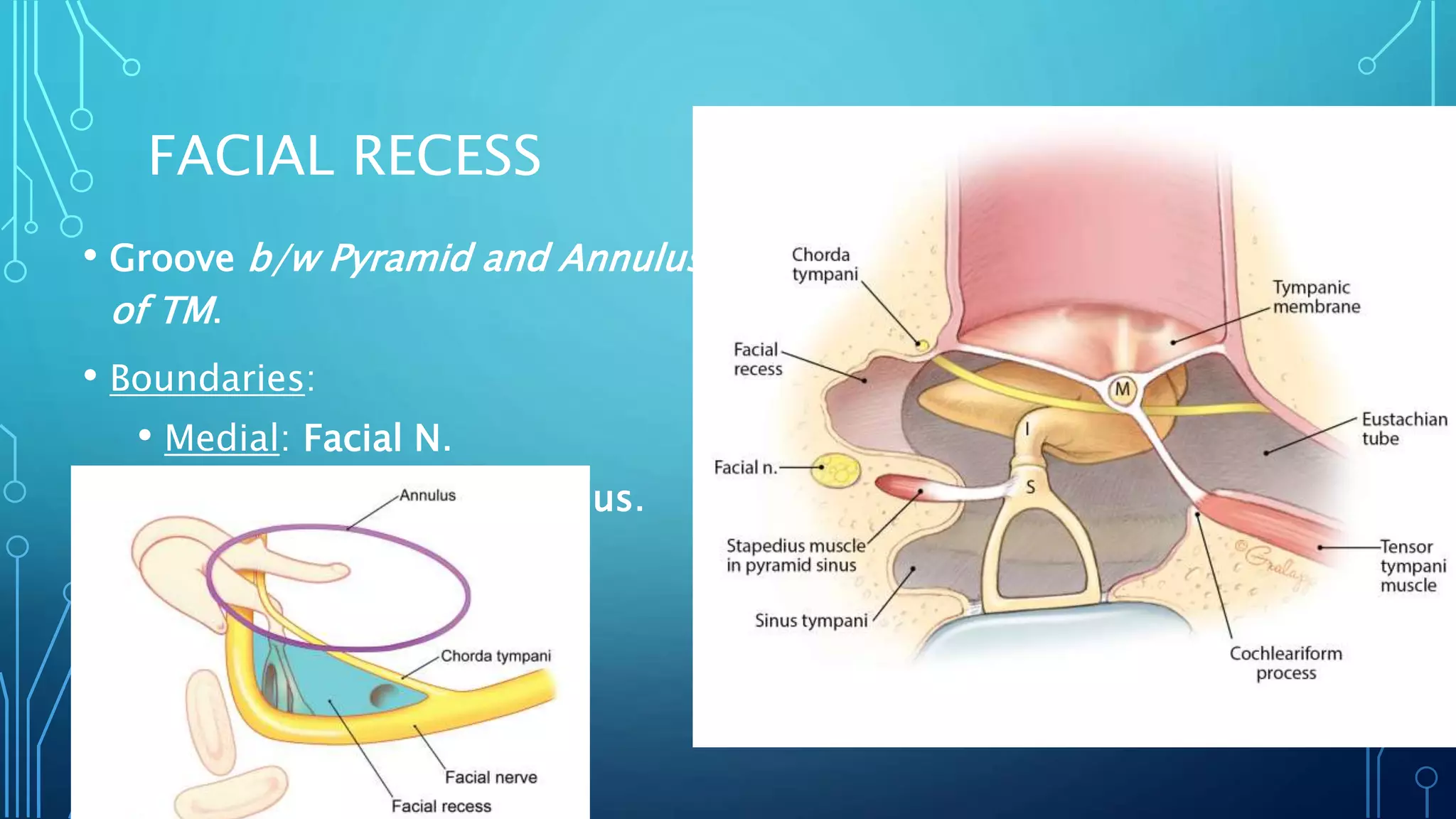 Pyramidal Prominence Anatomy Middle Ear (drsaneesh)-.pptx | Ear, Nose and Throat Conditions ...