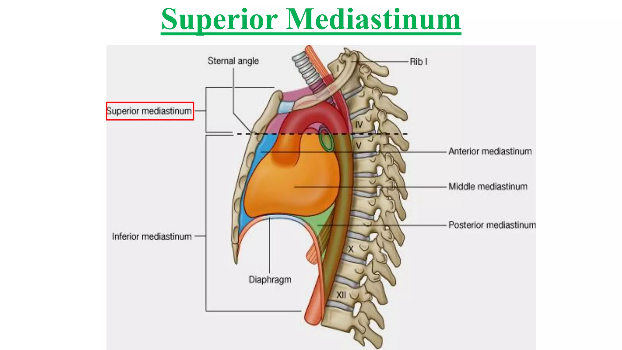 Anatomy (middle mediastinum) | PDF