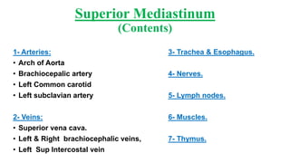 Anatomy (middle mediastinum) | PDF