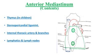 Anterior Mediastinum Anatomy