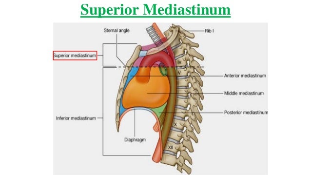 Anatomy (middle mediastinum)