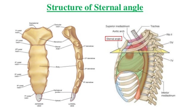 Sternal Anatomy - Anatomy Drawing Diagram