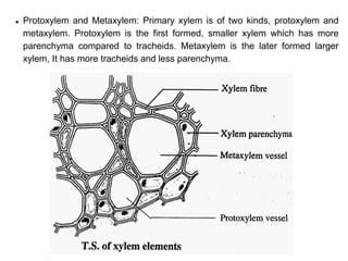 Protoxylem Root Anatomy Module 1 - cells and tissues.pdf