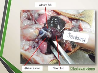 VentrikelAtrium Kanan
Atrium Kiri
 