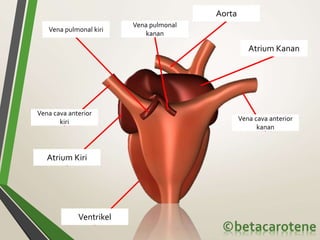 Vena pulmonal kiri
Vena pulmonal
kanan
Aorta
Vena cava anterior
kiri Vena cava anterior
kanan
Atrium Kiri
Atrium Kanan
Ventrikel
 