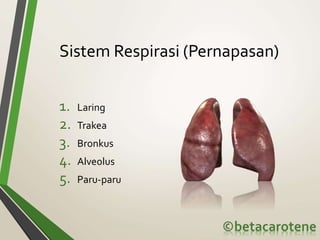 Sistem Respirasi (Pernapasan)
1. Laring
2. Trakea
3. Bronkus
4. Alveolus
5. Paru-paru
 