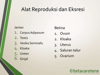 Alat Reproduksi dan Eksresi
Jantan
1. CorpusAdiposum
2. Testis
3. Vesika Seminalis
4. Kloaka
5. Ureter
6. Ginjal
Betina
1. Ovum
2. Kloaka
3. Uterus
4. Saluran telur
5. Ovarium
 