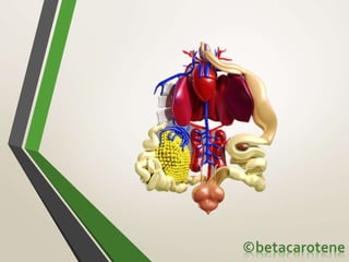 AMPHIBIA - MORPHOLOGY AND ANATOMY