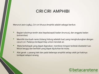 CIRI CIRI AMPHIBI
Menurut Jasin (1984), Ciri-ciri khusus Amphibi adalah sebagai berikut:
• Bagian tubuhnya terdiri atas kepala(cepal) badan (truncus), dan anggota badan
(extremitas)
• Memiliki dua buah nares (lubang hidung sebelah luar) yang menghubungkan dengan
cavum ori. Padanya terdapat klep untuk menolak air.
• Mata berkelopak yang dapat digerakan: membran timpani terletak disebelah luar.
Mulut bergigi dan berlidah yang dapat dijulurkan ke muka.
• Alat gerak: 2 pasang kaki dan pada beberapa amphibi setiap celah jari kakinya
terdapat selaput renang
 