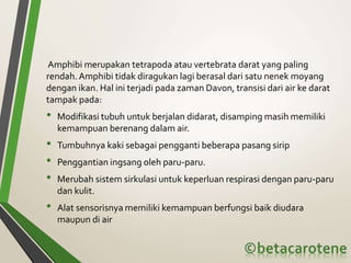 Amphibi merupakan tetrapoda atau vertebrata darat yang paling
rendah.Amphibi tidak diragukan lagi berasal dari satu nenek moyang
dengan ikan. Hal ini terjadi pada zaman Davon, transisi dari air ke darat
tampak pada:
• Modifikasi tubuh untuk berjalan didarat, disamping masih memiliki
kemampuan berenang dalam air.
• Tumbuhnya kaki sebagai pengganti beberapa pasang sirip
• Penggantian ingsang oleh paru-paru.
• Merubah sistem sirkulasi untuk keperluan respirasi dengan paru-paru
dan kulit.
• Alat sensorisnya memiliki kemampuan berfungsi baik diudara
maupun di air
 
