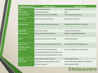 Perbedaan dari segi Katak ( Rana sp) Kodok (Bufo sp)
Ukuran Ukuran badan lebih kecil Ukuran badan lebih besar
Bentuk tubuh Langsing memanjang bulat
Permukaan Kulit kulit basah (lembab), tipis, dan halus kulit kering, tebal, dan kasar
Pundi hawa Tidak mempunyai pundi hawa Mempunyai pundi hawa
Penebalan kulit Tidak mengalami penebalan pada kulit Mengalami penebalan oleh zat keratin
Bentuk lidah Lidahnya bercabang Lidahnya tidak bercabang
Selaput renang Selaput renang tidak terlalu jelas Selaput renang tidak terlalu jelas
warna mempunyai warna yang mencolok warnanya kecoklatan
Kelenjar racun
(Granula mucosa)
Tidak semua katak memiliki kelenjar racun Semua kodok memiliki kelenjar racun
Pigmen kulit Kromatofor dan melanophora yang
mengandung pigmen hitam dan coklat serta
liphopora yang mengandung pigmen merah
Hanya memiliki pigmen melanophora
Habitat Hidup didaerah basah dan berair Hidup didaerah kering
Ukuran kaki Lebih panjang ehingga dapat membuat
lompatan yang jauh
Lebih pendek yang menjadikan lompatannya
hanya berjarak pendek
 