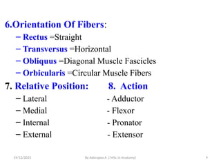 Anatomy Muscular system.pptx for health students specially for pharmacy ...