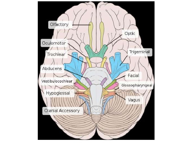 Anatomy Nazeen Batch Cranial Nerves