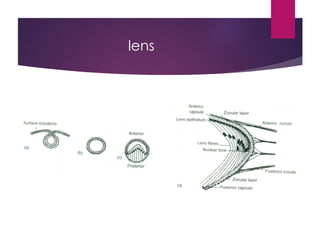 Anatomy , development n embrology of eye | PPT