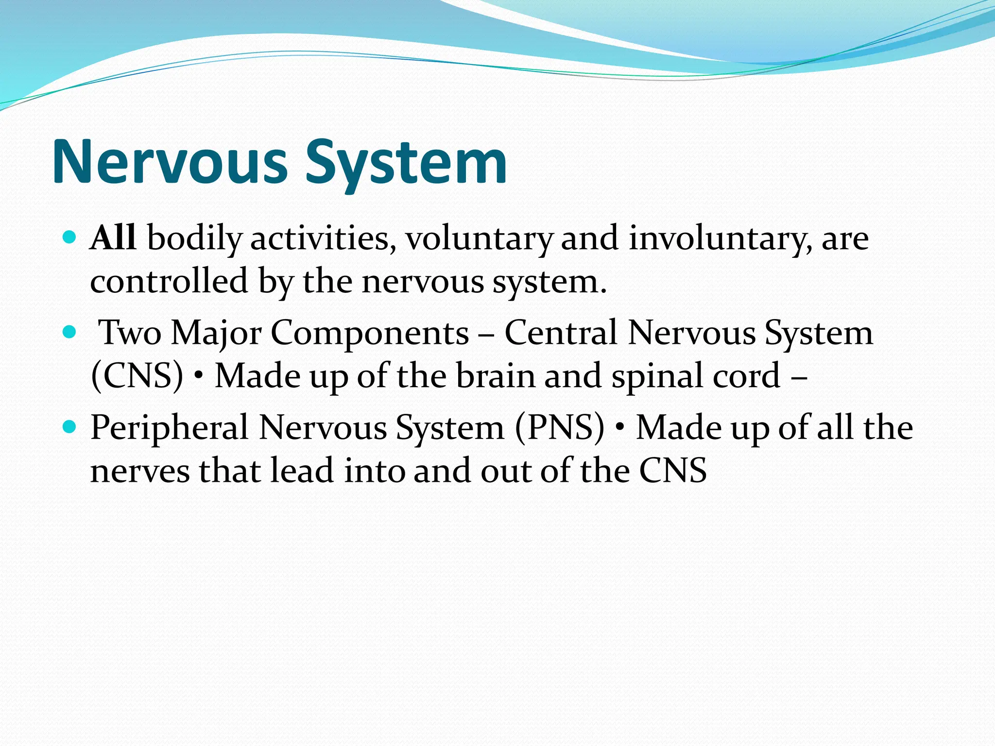 Anatomy And Physiology Of Nervous System