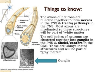 Neuron Stuff Anatomy nervous tissue chap 13 | PPT