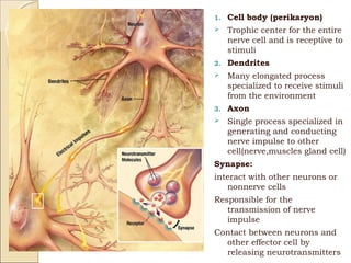 Anatomy nervous tissue chap 13 | PPT