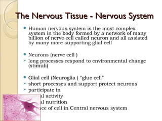 The Nervous Tissue - Nervous SystemThe Nervous Tissue - Nervous System
 Human nervous system is the most complex
system in the body formed by a network of many
billion of nerve cell called neuron and all assisted
by many more supporting glial cell
 Neurons (nerve cell )
 long processes respond to environmental change
(stimuli)
 Glial cell (Neuroglia ) “glue cell”
 short processes and support protect neurons
 participate in
 neural activity
 neural nutrition
 defence of cell in Central nervous system
 