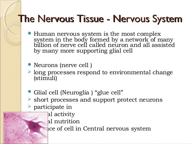 Anatomy nervous tissue chap 13