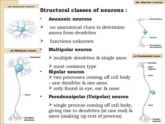 Anatomy nervous tissue chap 13