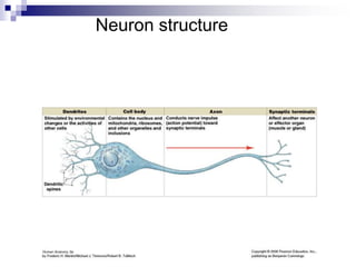 Anatomy Nervous Tissue - Chap 13 Anatomy.ppt