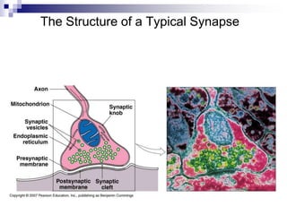 Synapse Structure Microscope Anatomy Nervous Tissue - Chap 13 Anatomy.ppt