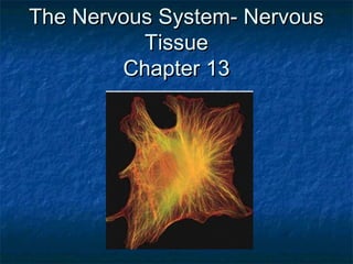The Nervous System- NervousThe Nervous System- Nervous
TissueTissue
Chapter 13Chapter 13
 