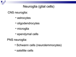 Anatomy nervous tissue | PPT