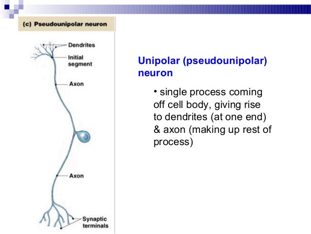 Anatomy nervous tissue