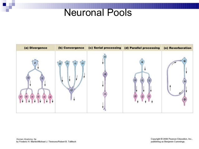 The Types Of Neurons That Are Organized Into Neuronal Pools Are Anatomy nervous tissue