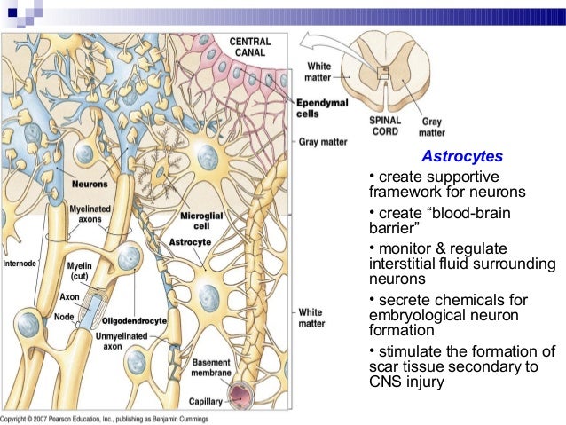Anatomy nervous tissue