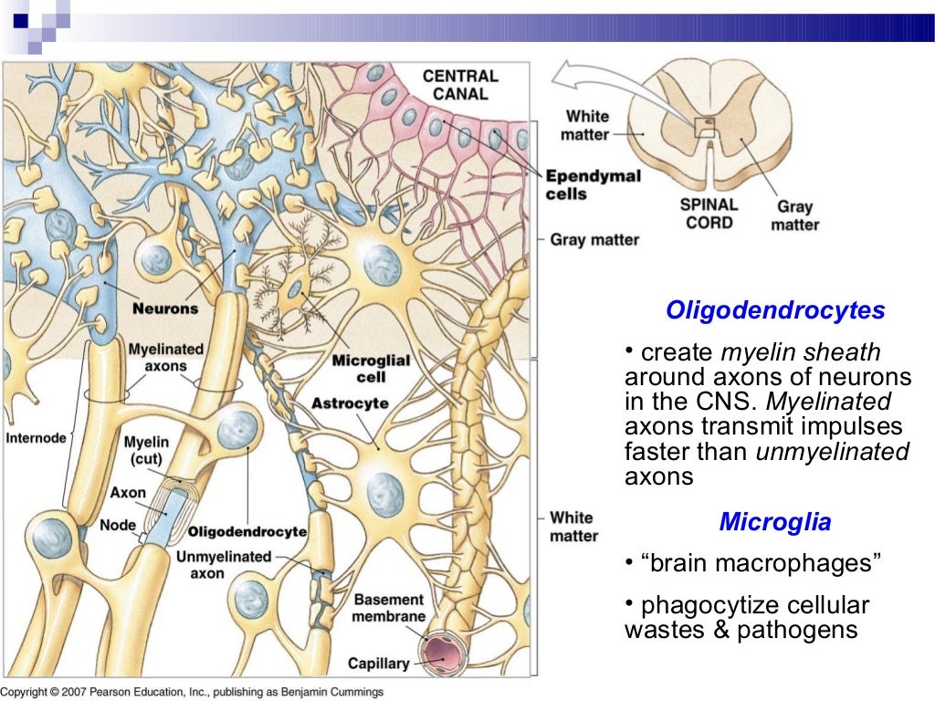 Anatomy nervous tissue