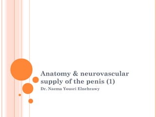 Anatomy & neurovascular
supply of the penis (1)
Dr. Naema Yousri Elnehrawy
 