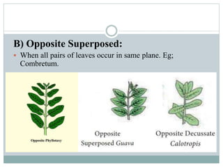 B) Opposite Superposed:
 When all pairs of leaves occur in same plane. Eg;
Combretum.
 