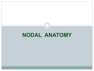 NODAL ANATOMY
 