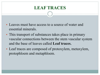 LEAF TRACES
 Leaves must have access to a source of water and
essential minerals.
 This transport of substances takes place in primary
vascular connections between the stem vascular system
and the base of leaves called Leaf traces.
 Leaf traces are composed of protoxylem, metaxylem,
protophloem and metaphloem.
 