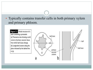  Typically contains transfer cells in both primary xylem
and primary phloem.
 