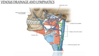 VENOUS DRAINAGE AND LYMPHATICS
 