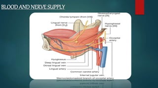 BLOOD AND NERVE SUPPLY
 