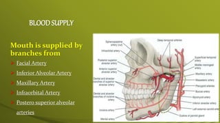 BLOOD SUPPLY
Mouth is supplied by
branches from
 Facial Artery
 Inferior Alveolar Artery
 Maxillary Artery
 Infraorbit...