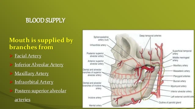 Anatomy of oral cavity